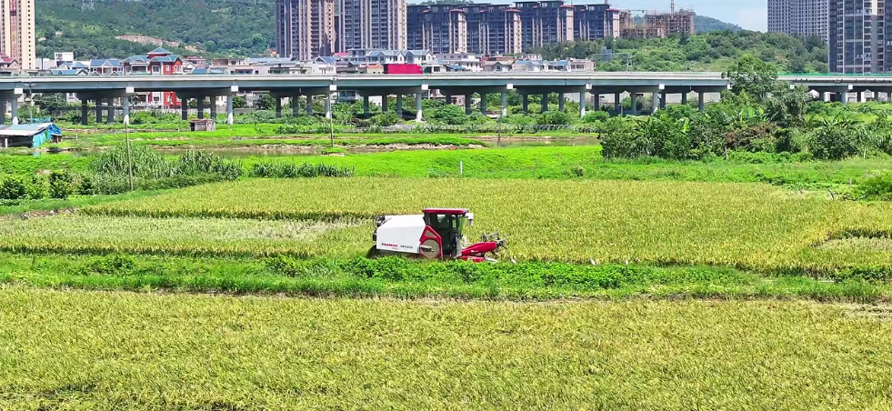 福州：水稻单产提升 助力粮食增产
