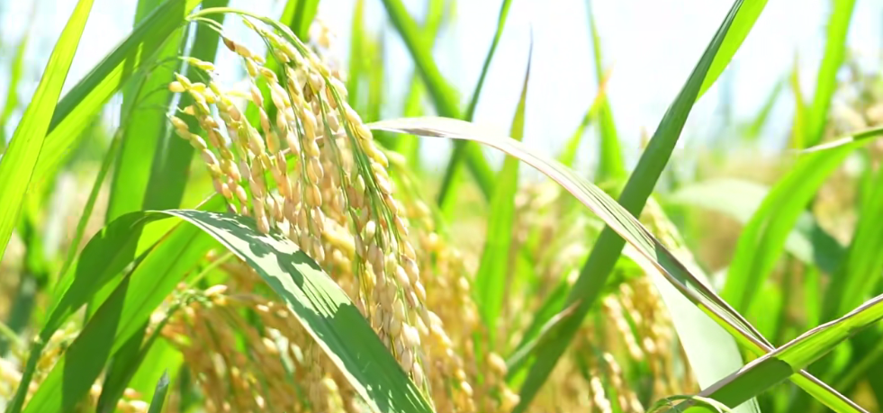 福州：水稻单产提升 助力粮食增产