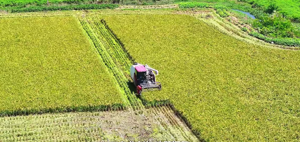 福州：水稻单产提升 助力粮食增产