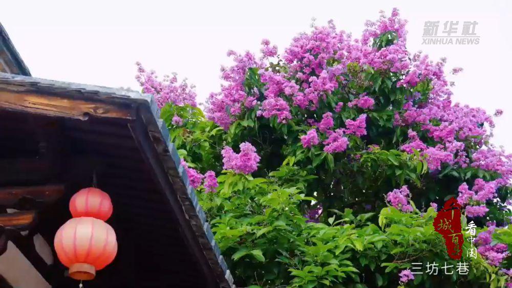 千城百县看中国丨福建福州：绿染榕城画中行