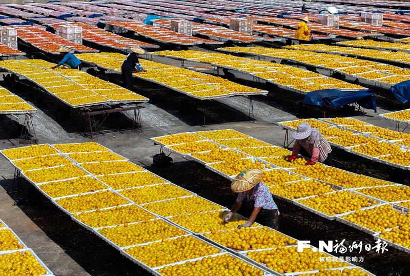 永泰:李果丰收 晒场飘香 永泰:李果丰收 晒场飘香