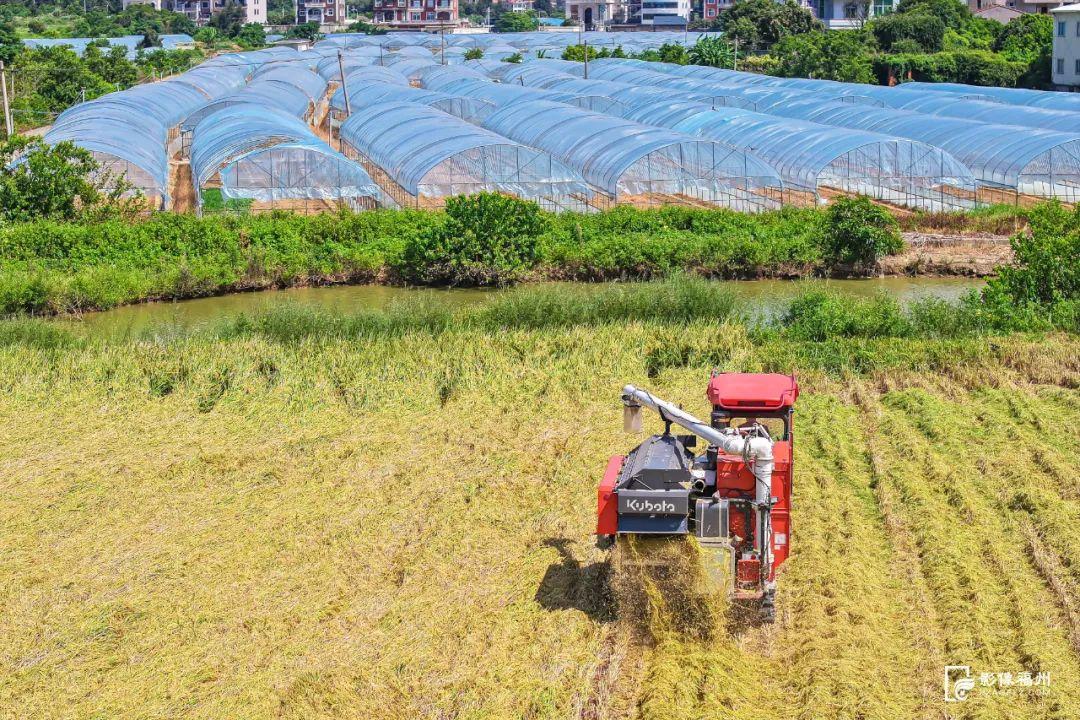 “粮”辰美景！福州奏响丰收曲