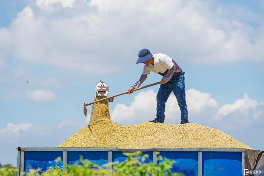 “粮”辰美景！福州奏响丰收曲