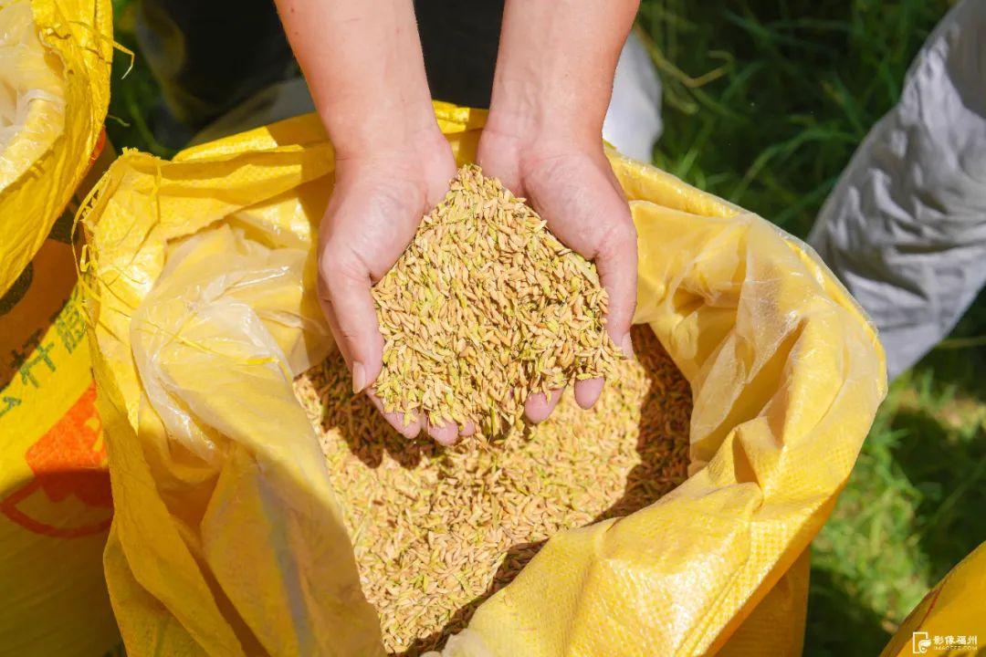 “粮”辰美景！福州奏响丰收曲