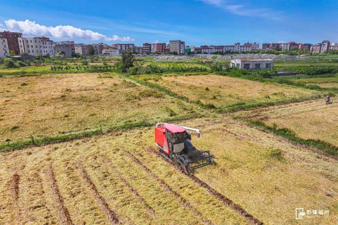 “粮”辰美景！福州奏响丰收曲