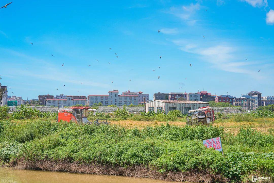 “粮”辰美景！福州奏响丰收曲