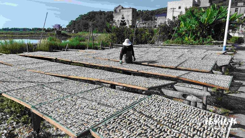 福州：立秋时节晒蛏忙