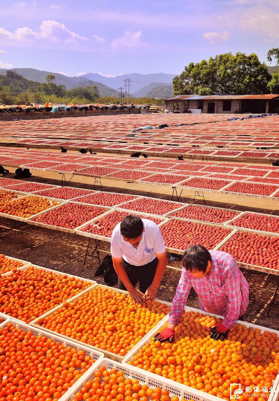 肉质鲜嫩 口感清甜 永泰李干你喜欢吃吗？