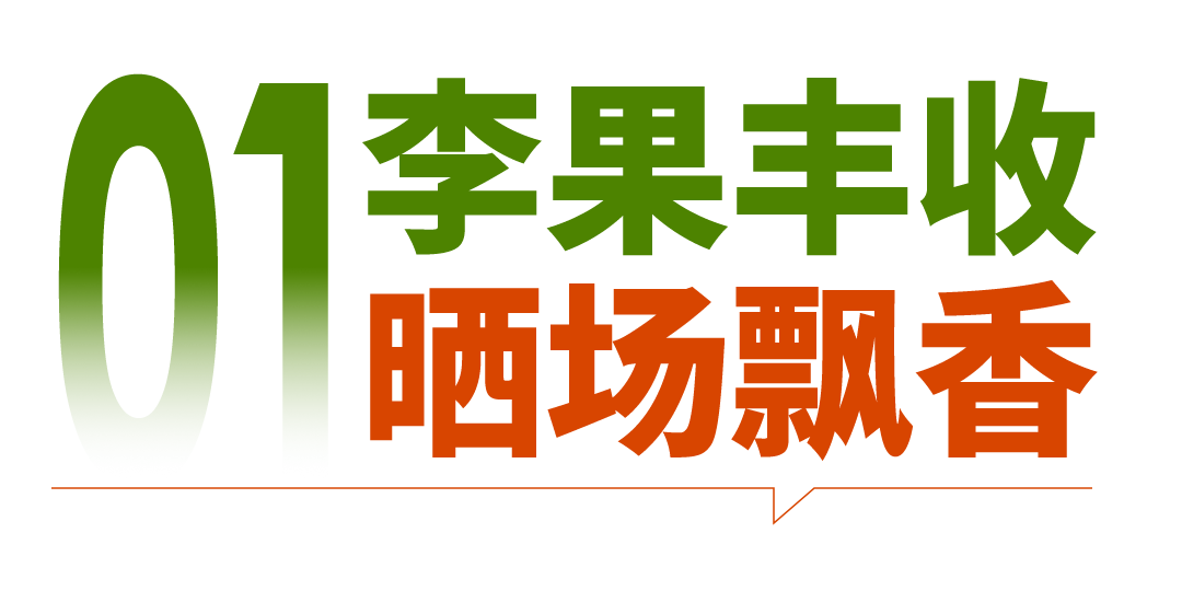 肉质鲜嫩 口感清甜 永泰李干你喜欢吃吗？