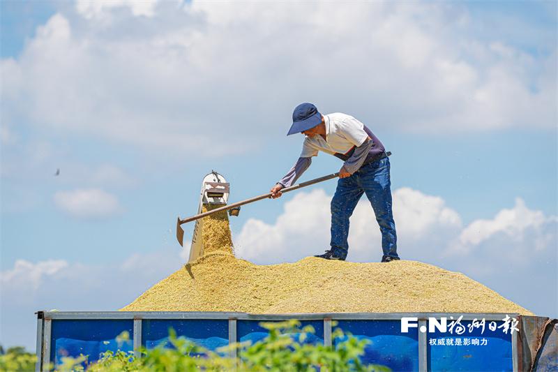 福州示范田单季亩产有望破吨 记者带你探访早稻“吨粮田”