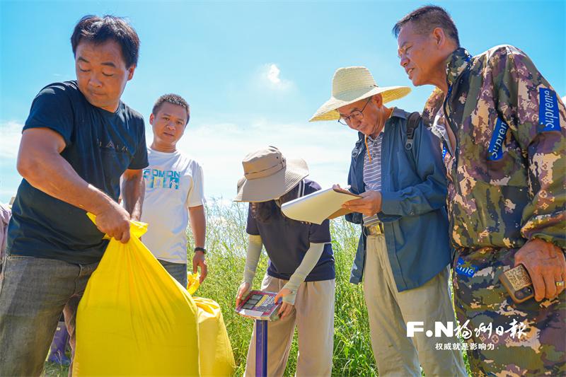 福州示范田单季亩产有望破吨 记者带你探访早稻“吨粮田”