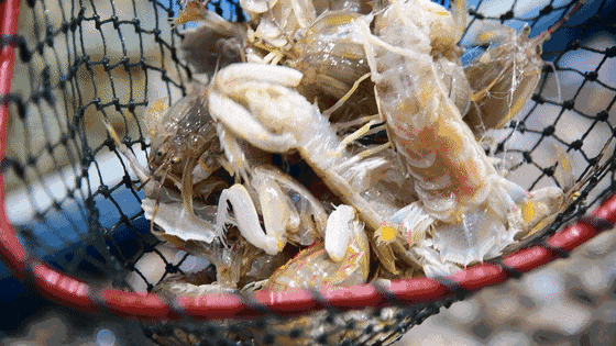 明日开渔！海风已携鲜味而来