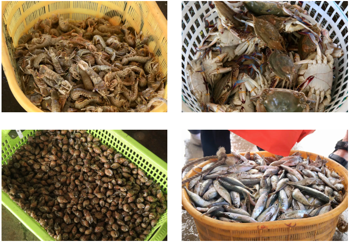 明日开渔！海风已携鲜味而来