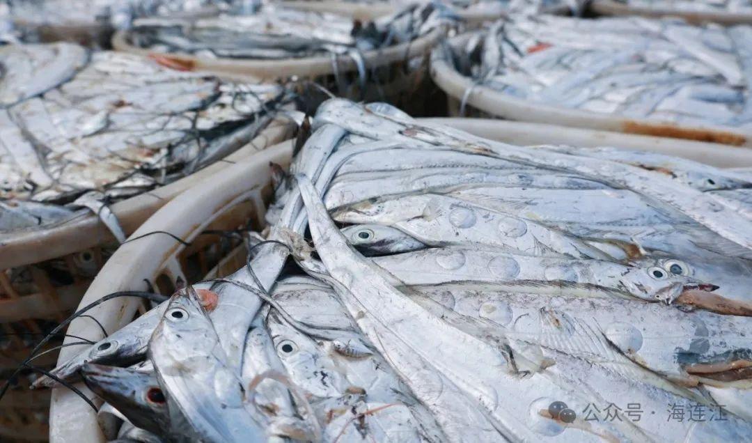 明日开渔！海风已携鲜味而来