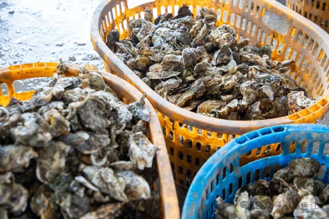 明日开渔！海风已携鲜味而来