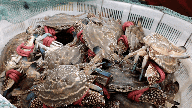 明日开渔！海风已携鲜味而来