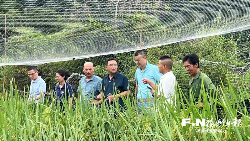 罗源东湾村“稻蟹共生”试验田现转机