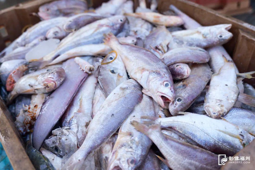 “虾兵蟹将鱼大王”来了！福州人都爱吃！