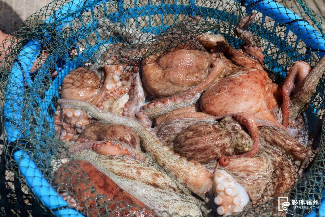 “虾兵蟹将鱼大王”来了！福州人都爱吃！