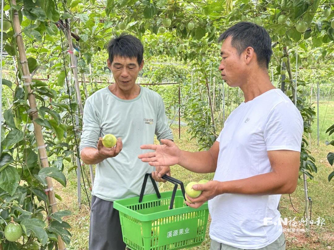 长乐：“甜蜜果”摘得“绿标”