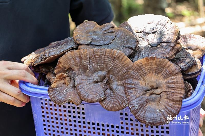 连江小沧乡紫灵芝上市