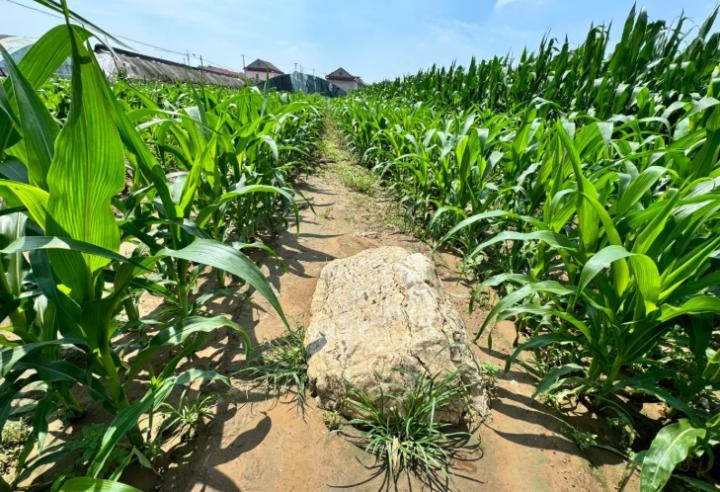 “全国最矮的山”火了