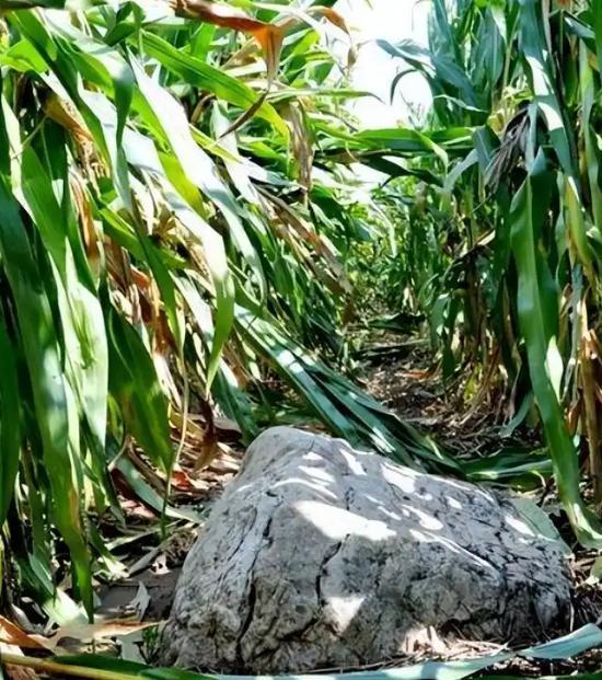 “全国最矮的山”火了