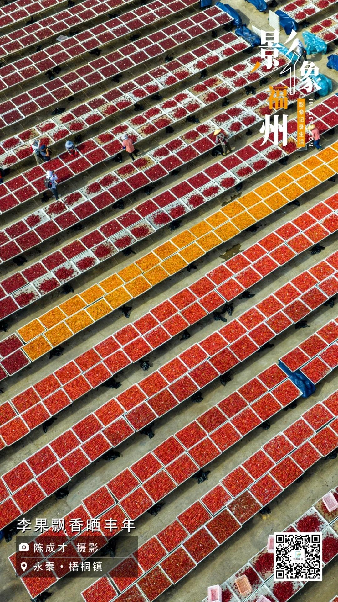 影像福州丨李果飘香晒丰年 影像福州丨李果飘香晒丰年