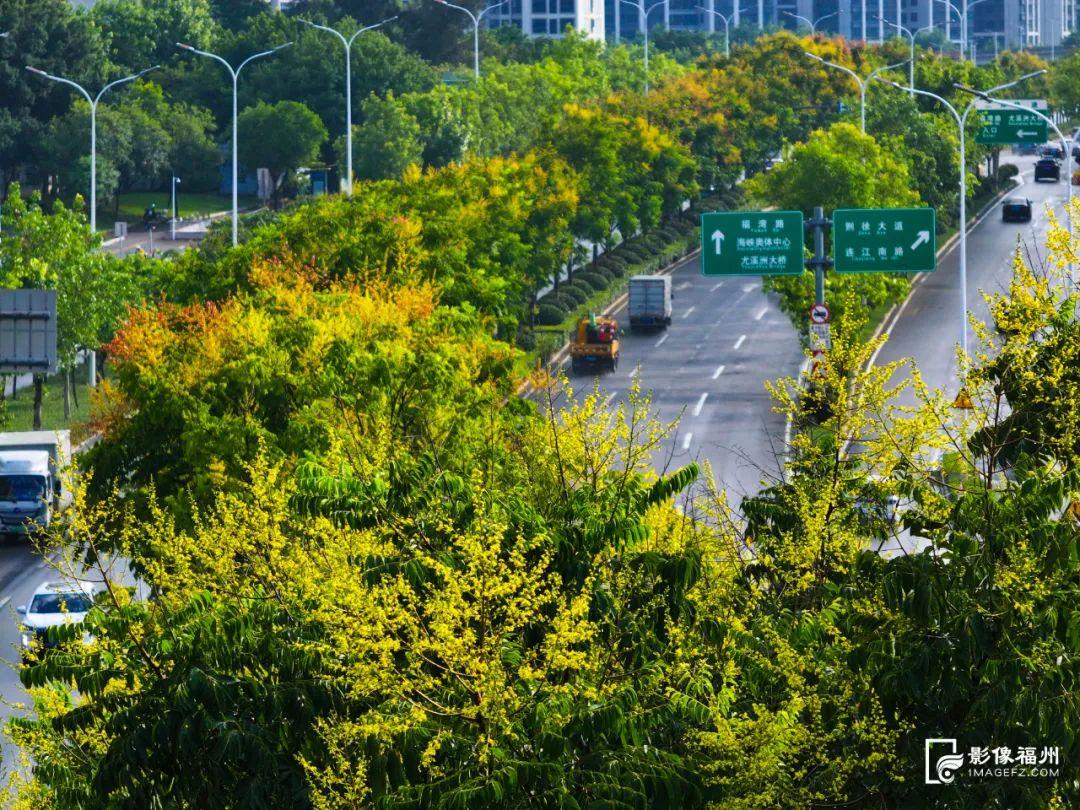 分外热闹！秋日“信使”已达福州！