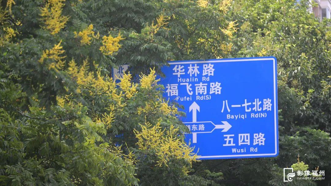 分外热闹！秋日“信使”已达福州！