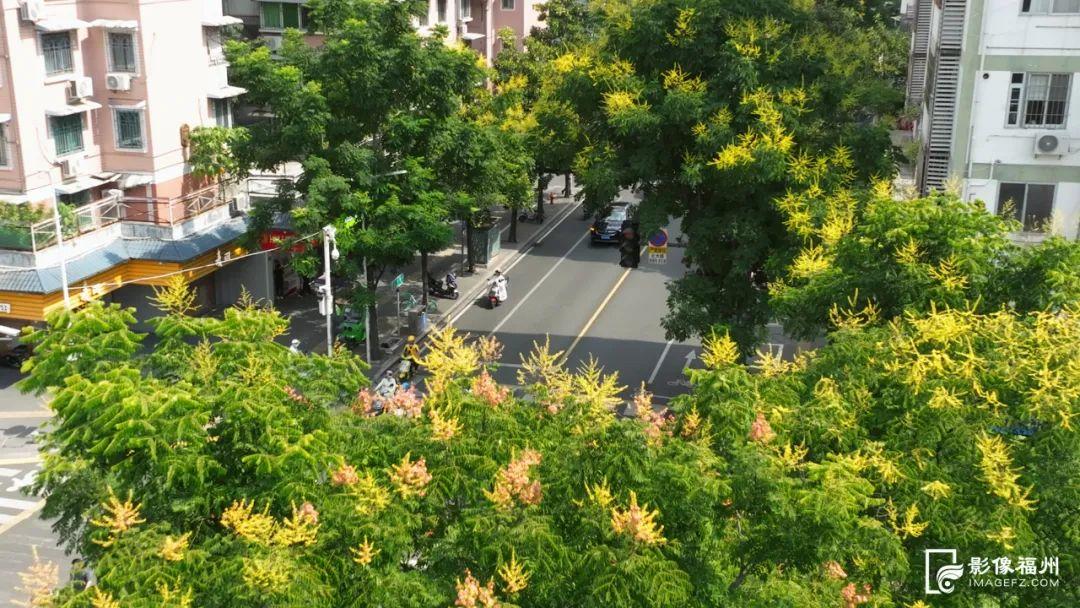 分外热闹！秋日“信使”已达福州！