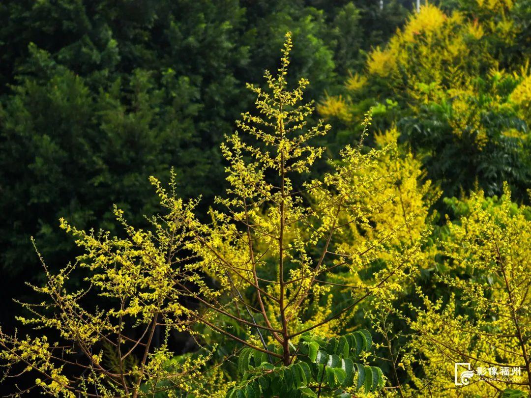 分外热闹！秋日“信使”已达福州！