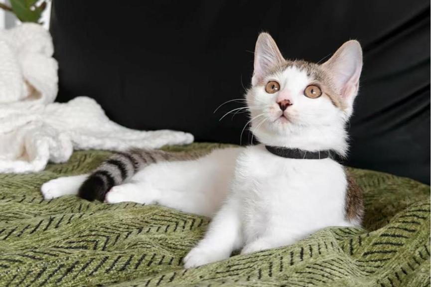 3000亿大市场！你的爱宠可能比你更会“花钱”