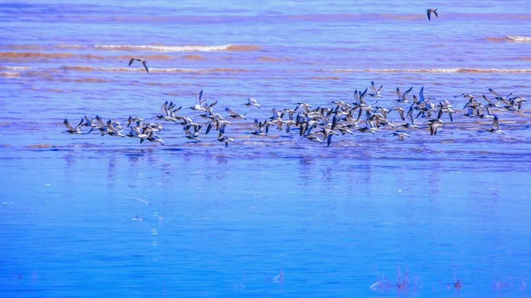 处暑丨暑退云舒，凉风有信