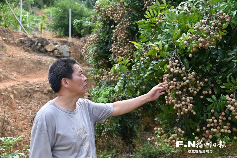 闽侯青岐龙眼丰收遇滞销 “村企联动+合作社”谋破局