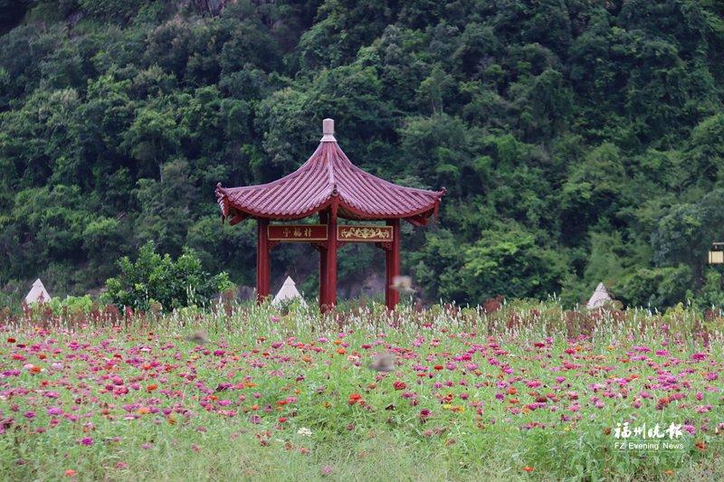 永泰百日草绚烂盛放