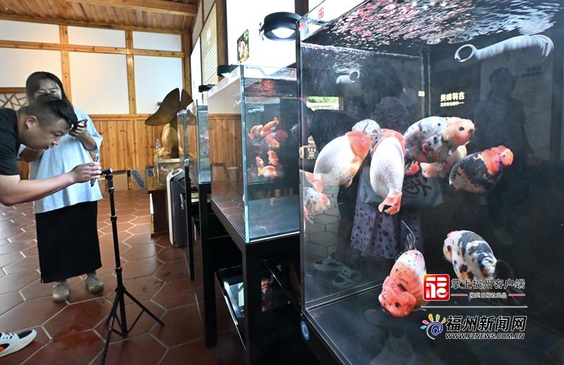 活力中国调研行｜直播带货，让福州金鱼畅“游”世界