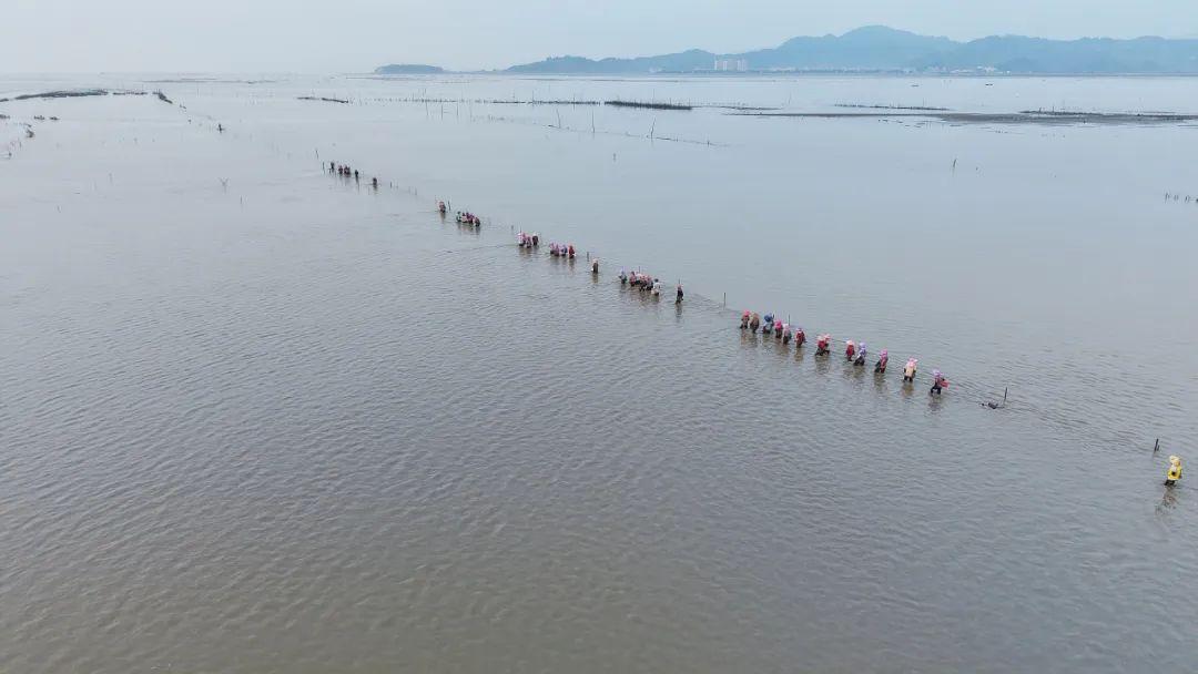 鲜！嫩！甜！这才是真海味！