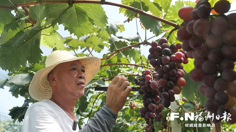 闽侯：高山农场收获“甜蜜”一夏