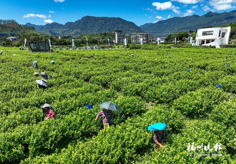 永泰举办茉莉花丰收季活动