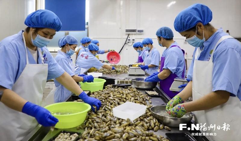 连江百胜村千亩缢蛏上市