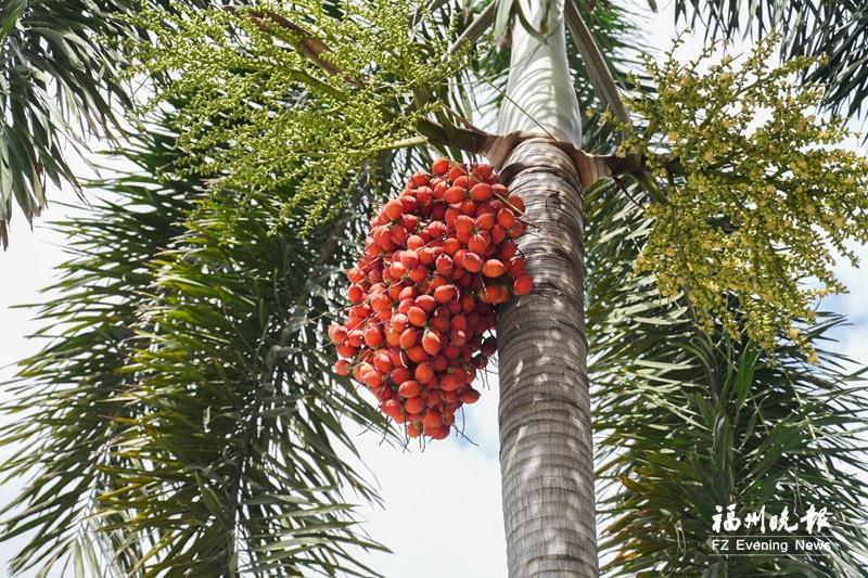 狐尾棕挂果红似荔枝 这种果实不建议食用