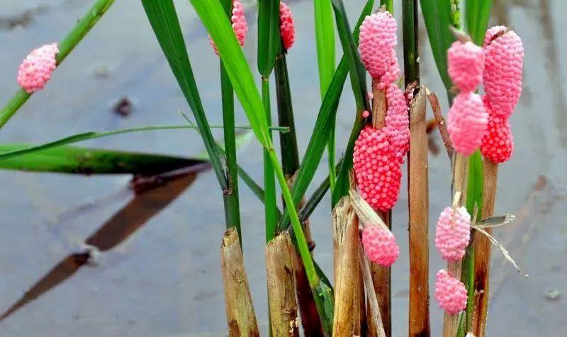 别吃!寄生虫达上千条,近期大量出现 别吃!寄生虫达上千条,近期大量出现