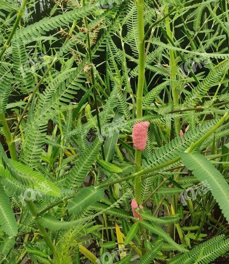 别吃!寄生虫达上千条,近期大量出现 别吃!寄生虫达上千条,近期大量出现