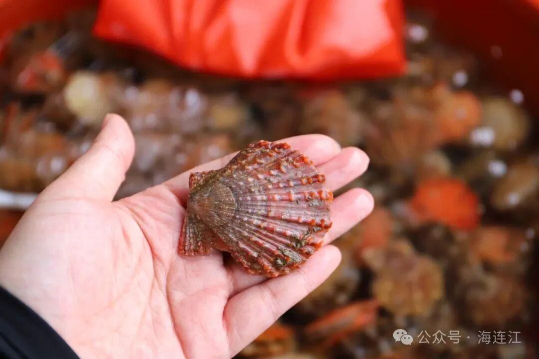 就在福州连江！杜海涛、孟鹤堂、张颜齐都来了！