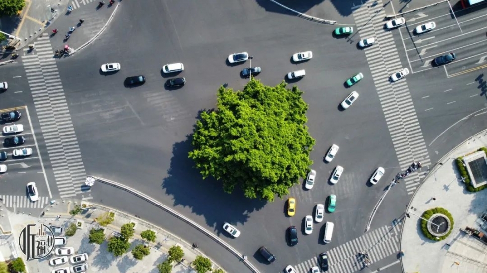 有声书｜它们，是福州主干道上的“路霸”