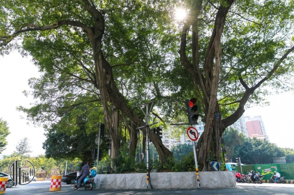 有声书｜它们，是福州主干道上的“路霸”