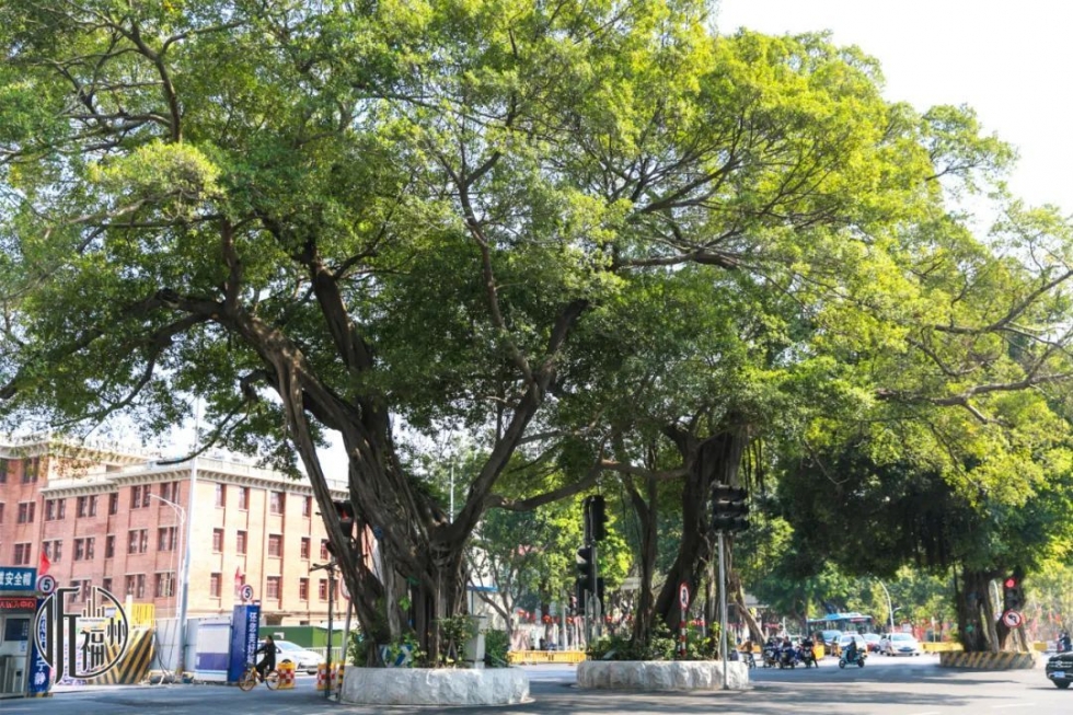 有声书｜它们，是福州主干道上的“路霸”