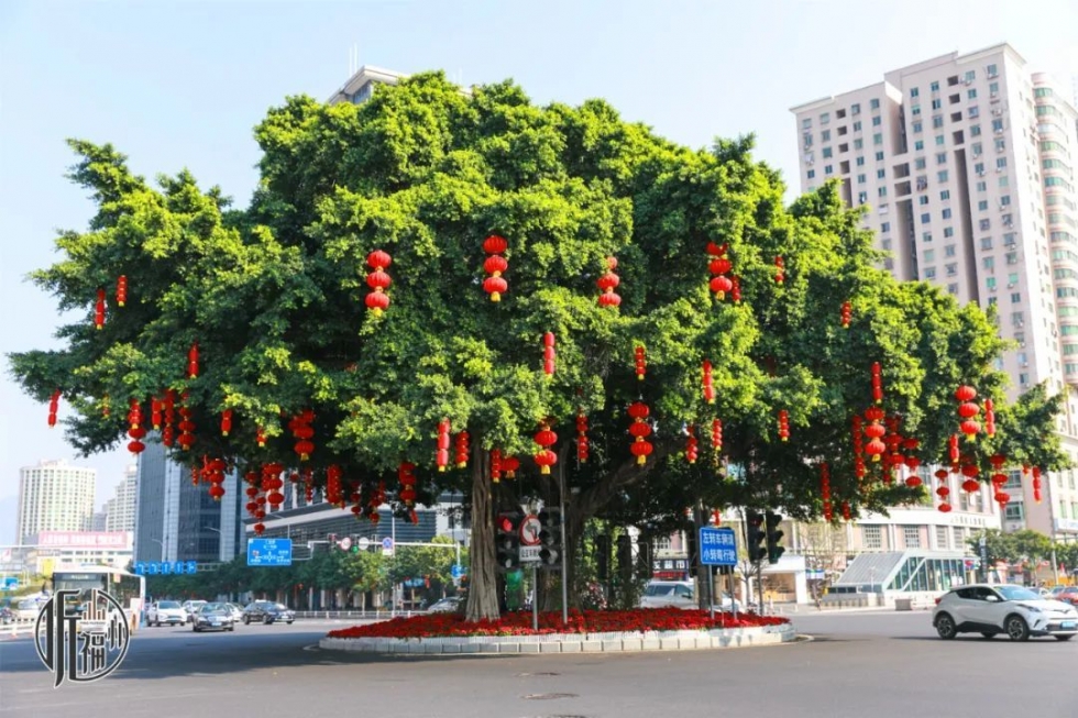 有声书｜它们，是福州主干道上的“路霸”