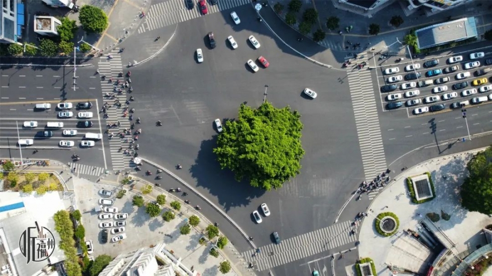 有声书｜它们，是福州主干道上的“路霸”